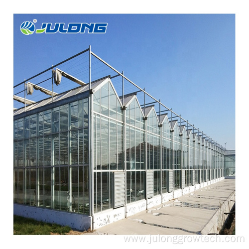 Glass Greenhouse for tomatoes Hydroponic